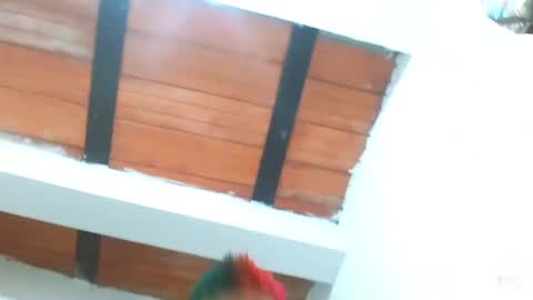 Blue online show from 03.03.25