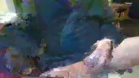 Topcat127 online show from 01.26.25