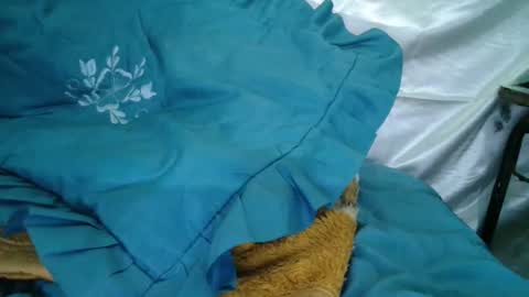 transexdotada online show from 10.23.25