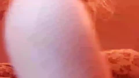 Snapshot of tretrix5588 chatting on 12.31.24 tretrix5588 online show from 12.31.24