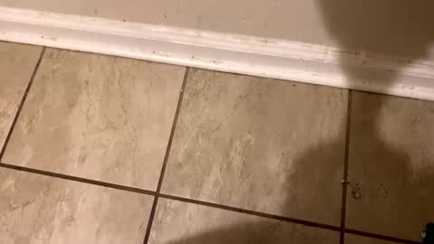 Snapshot of tripnlola chatting on 02.12.25 The real Mandingo online show from 02.12.25