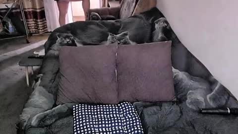 Lana online show from 11.20.25