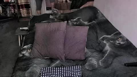 Lana online show from 03.30.26