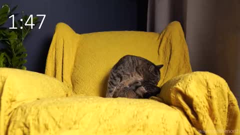 waynenorth online show from 09.21.25