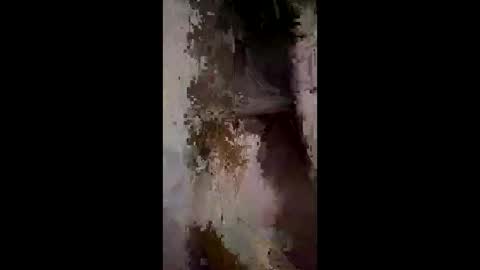 whitelava_4u online show from 12.02.25