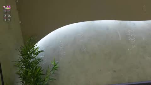 Ms Willow online show from 03.21.26