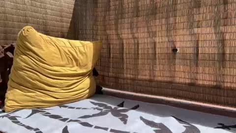 Sweetdog online show from 09.11.25