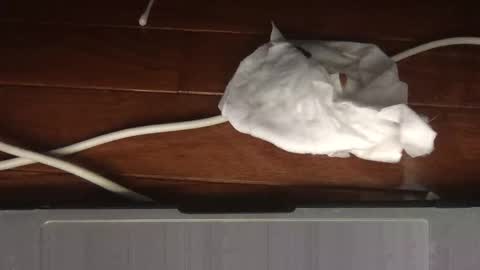 Snapshot of wolfyi chatting on 02.19.26 Sultan Blaze online show from 02.19.26