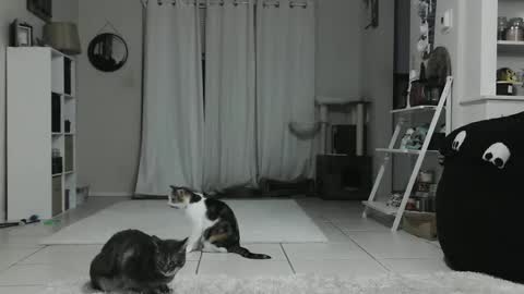 Snapshot of wrenleigh chatting on 01.12.25 Crystal Lake online show from 01.12.25