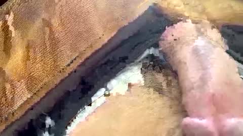 yamines online show from 01.29.25