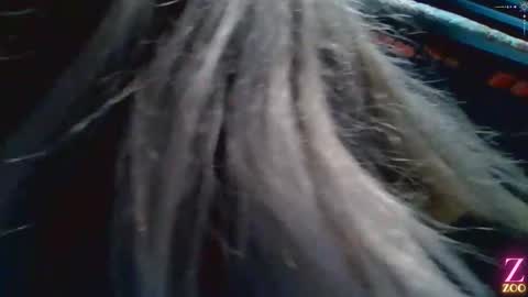 Snapshot of zya_zoo chatting on 12.04.24 ZYA online show from 12.04.24