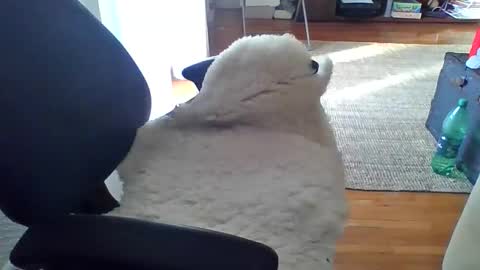 zyggy87 online show from 02.23.26