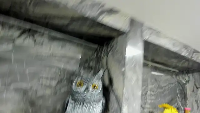 miss danika online show from 10.01.25