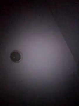 Treemandude online show from 01.15.26