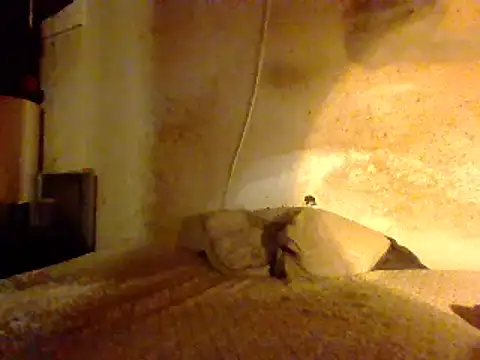 Nightshade7712 online show from 02.27.25