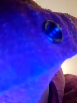 Armyexhibitionistvet online show from 09.09.25