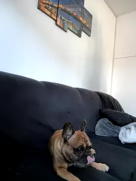 Snapshot of Bastilein1985 chatting on 10.30.25 Bastilein1985 online show from 10.30.25