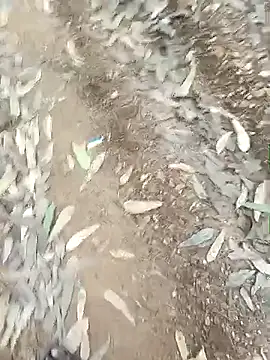 indiasexmf online show from 12.16.25