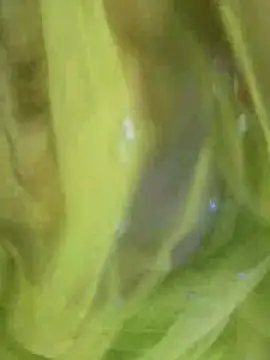 joya bhabi online show from 11.03.25