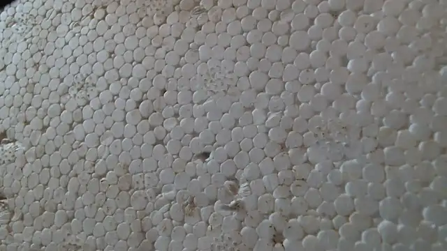 titi fiesta online show from 02.24.26