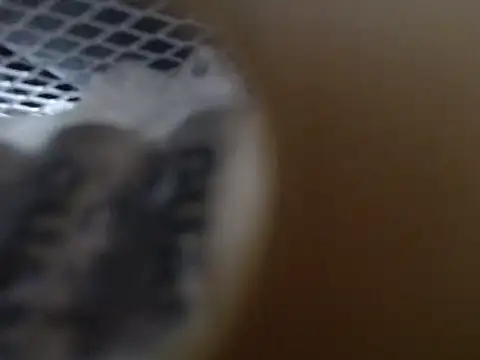 Snapshot of lovense_test04 chatting on 10.31.25 lovense test04 online show from 10.31.25