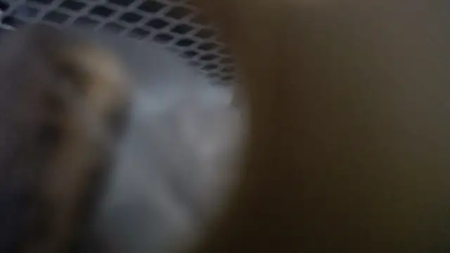 Snapshot of lovense_test04 chatting on 01.19.26 lovense test04 online show from 01.19.26