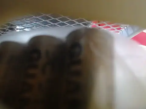 Snapshot of lovense_test04 chatting on 02.10.26 lovense test04 online show from 02.10.26