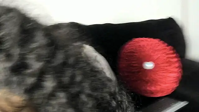 yiauana online show from 01.29.25