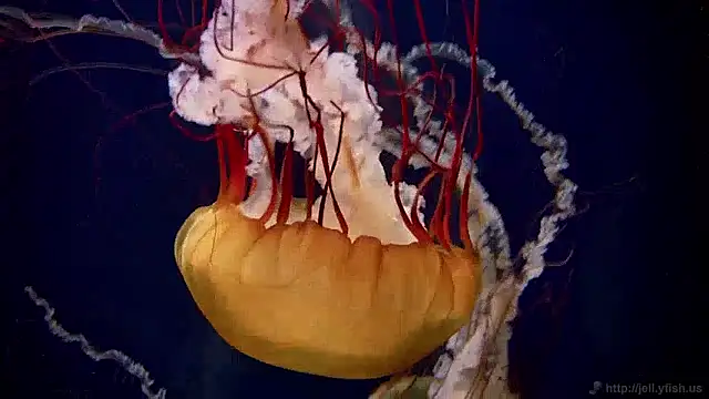 streamy test11 online show from 12.02.24