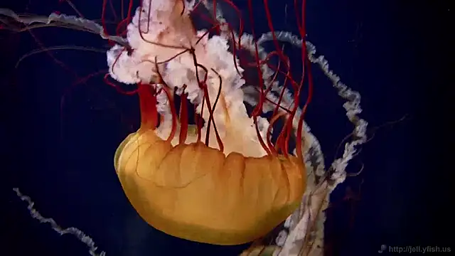 streamy test11 online show from 12.05.24