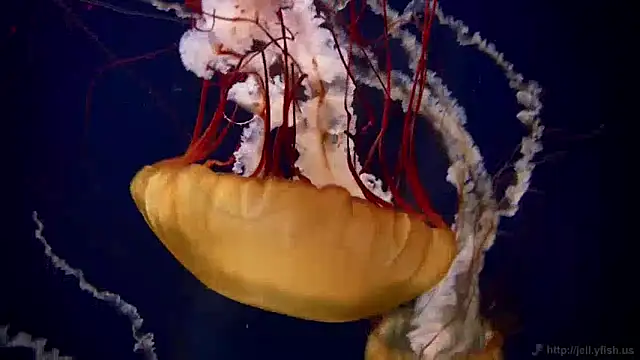 streamy test11 online show from 12.10.24