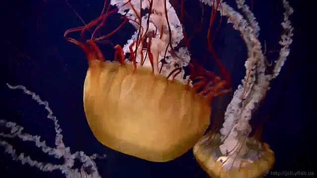 streamy test11 online show from 12.12.24