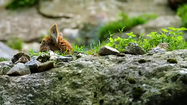 streamy test11 online show from 01.28.25