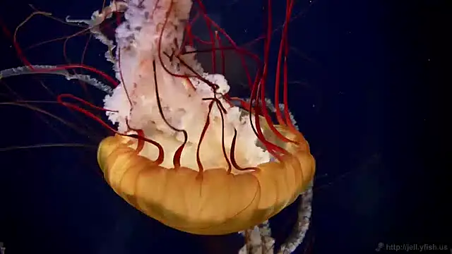 streamy test11 online show from 01.30.25