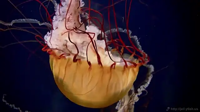 streamy test11 online show from 01.31.25