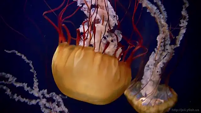 streamy test11 online show from 02.03.25