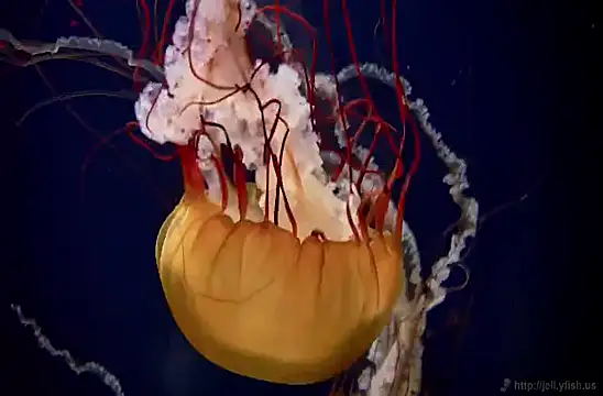 streamy test11 online show from 02.04.25