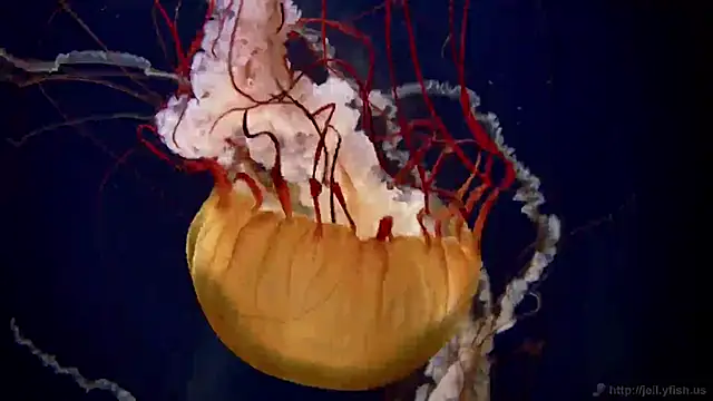 streamy test11 online show from 02.13.25