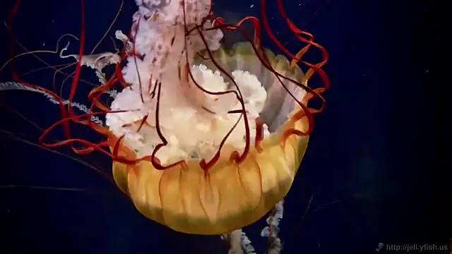 streamy test11 online show from 09.22.25