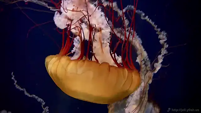 streamy test11 online show from 09.29.25