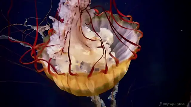 streamy test11 online show from 10.09.25