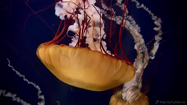 streamy test11 online show from 11.26.25