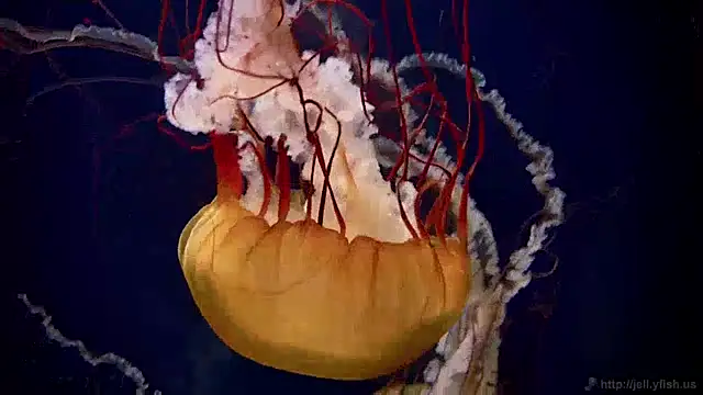 Snapshot of streamy_test12 chatting on 01.28.25 streamy test12 online show from 01.28.25