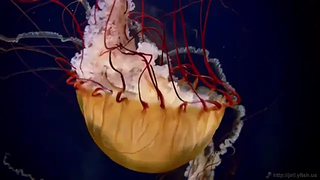 Snapshot of streamy_test12 chatting on 10.27.25 streamy test12 online show from 10.27.25