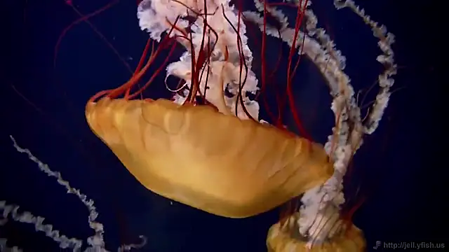 Snapshot of streamy_test12 chatting on 11.03.25 streamy test12 online show from 11.03.25