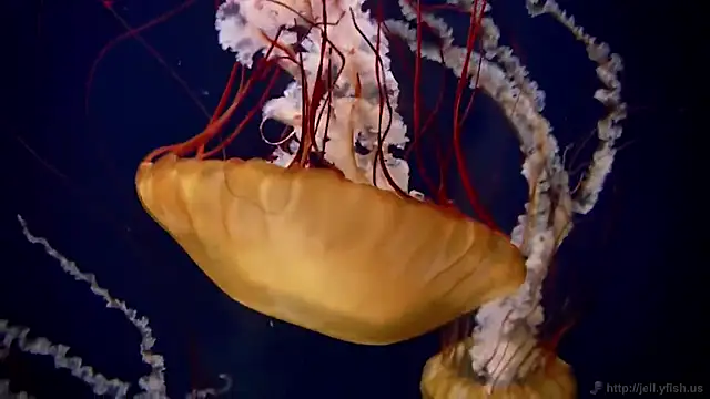 Snapshot of streamy_test12 chatting on 11.07.25 streamy test12 online show from 11.07.25