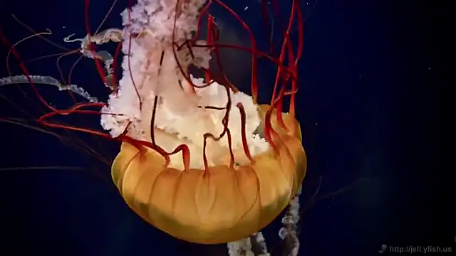 Snapshot of streamy_test12 chatting on 12.03.25 streamy test12 online show from 12.03.25