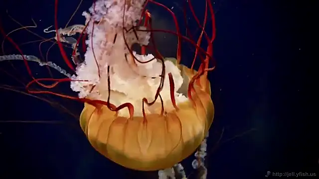 Snapshot of streamy_test12 chatting on 12.14.25 streamy test12 online show from 12.14.25