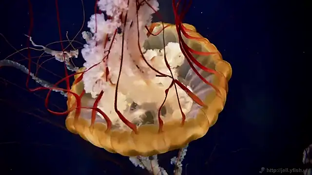 Snapshot of streamy_test12 chatting on 12.17.25 streamy test12 online show from 12.17.25