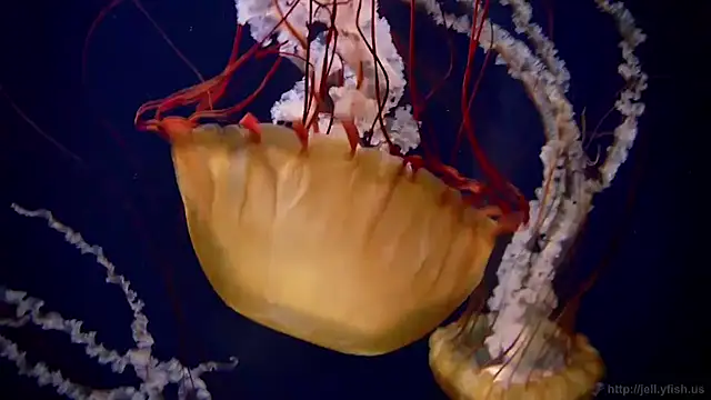 Snapshot of streamy_test12 chatting on 01.14.26 streamy test12 online show from 01.14.26